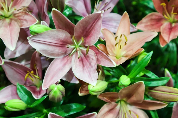 Lily Lilium Pink Lily Orange Lily Flower Pot — Stock Photo, Image