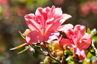 Rhododendron arboreum Smith subsp, delavayi or Franch or Chamberlain or  ERICACEAE flower