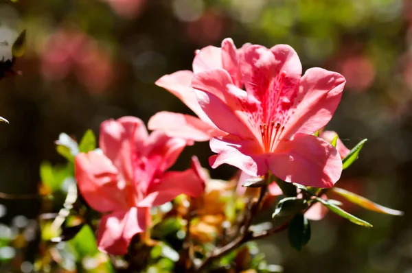 Rhododendron Arboreum Smith Subsp Delavayi Franch Chamberlain Ericaceae Flor — Fotografia de Stock