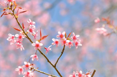 Vahşi Himalaya kirazı veya prunus cerasoides, sakura veya pembe çiçek