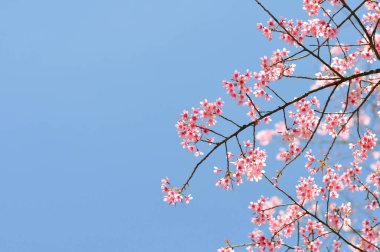 Vahşi Himalaya kirazı veya prunus cerasoides, sakura veya pembe çiçek