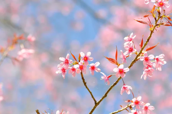 Wild Himalayan Cherry Prunus Cerasoides Sakura Pink Flower — Stock Photo, Image