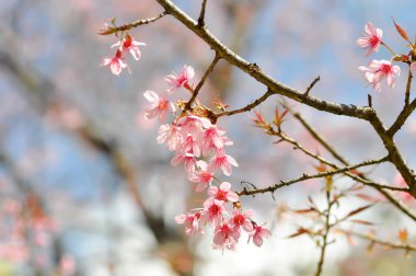 Vahşi Himalaya kirazı veya prunus cerasoides, sakura veya pembe çiçek