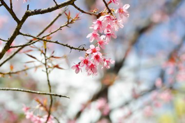 Vahşi Himalaya kirazı veya prunus cerasoides, sakura veya pembe çiçek