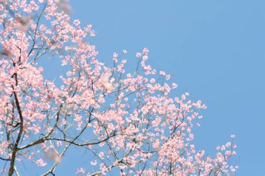 Bulanık arka planda yabani Himalaya kirazı veya erik serasoidleri, sakura veya pembe çiçek