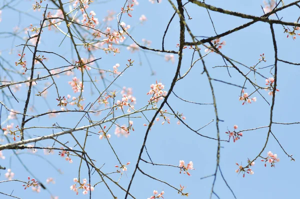 Cereza Prunus Cerasoides Sakura Flor Rosada Silvestres Del Himalaya — Foto de Stock