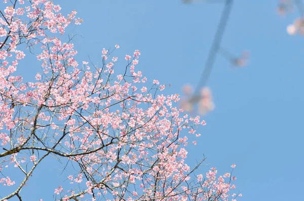 Dziki Himalajski Wiśnia Lub Prunus Cerasoides Sakura Lub Różowy Kwiat — Zdjęcie stockowe