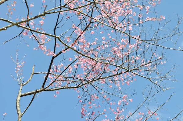 Dzika Wiśnia Himalajska Lub Prunus Cerasoides Sakura Lub Różowy Kwiat — Zdjęcie stockowe