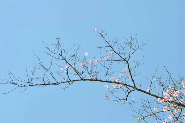 Dzika Wiśnia Himalajska Lub Prunus Cerasoides Sakura Lub Różowy Kwiat — Zdjęcie stockowe