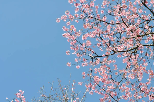 Dzika Wiśnia Himalajska Lub Prunus Cerasoides Sakura Lub Różowy Kwiat — Zdjęcie stockowe