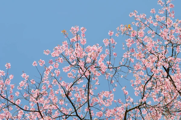 Dzika Wiśnia Himalajska Lub Prunus Cerasoides Sakura Lub Różowy Kwiat — Zdjęcie stockowe