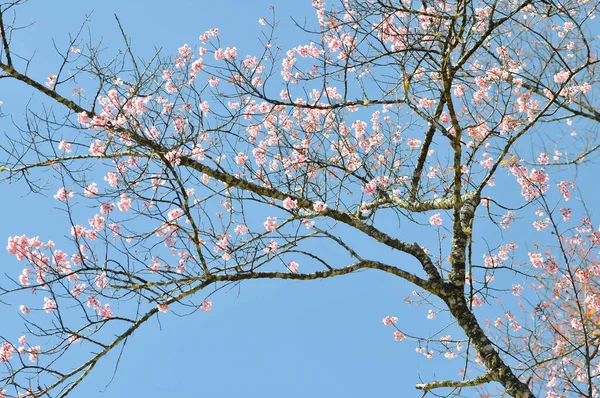 Cereza Del Himalaya Silvestre Cerasoides Prunus Sakura Fondo Flor Rosa — Foto de Stock