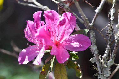 Rhododendron arboreum Smith subsp, delavayi or Franch or Chamberlain or  ERICACEAE flower