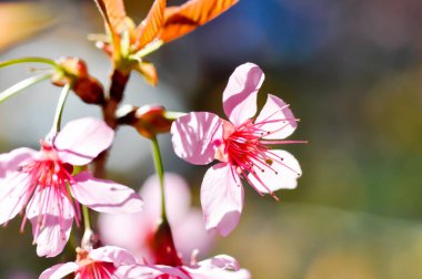 Vahşi Himalaya kirazı veya prunus cerasoides, sakura veya pembe çiçek arka planı