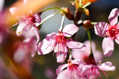 Vahşi Himalaya kirazı veya prunus cerasoides, sakura veya pembe çiçek arka planı