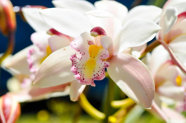 Földi Orchidea Spathoglottis Vagy Acanthephippium Vagy Bletia Vagy Calanthe Vagy — Stock Fotó