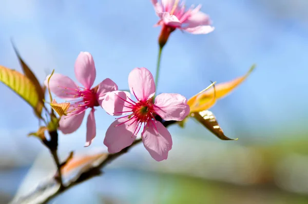 Wild Himalayan Cherry Prunus Cerasoides Sakura Pink Flower Background — Stock Photo, Image