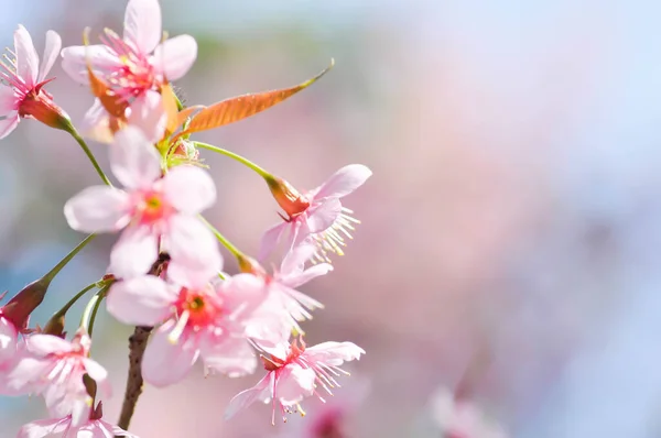 Wild Himalayan Cherry Prunus Cerasoides Sakura Pink Flower Background — Stock Photo, Image
