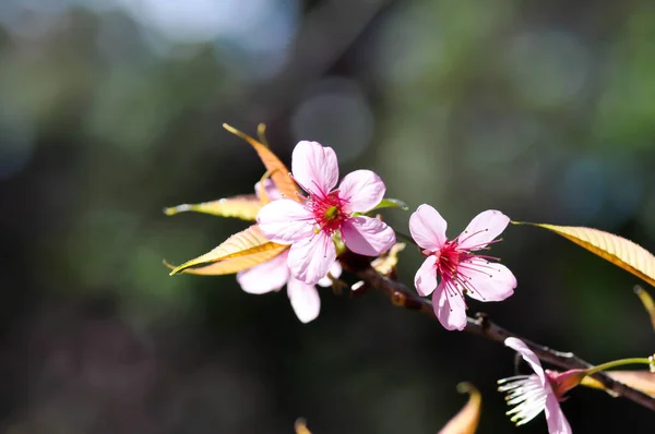 Wild Himalayan Cherry Prunus Cerasoides Sakura Pink Flower Background — Stock Photo, Image