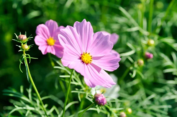 Cosmos Kukka Tai Meksikon Aster Kukka Violetti Kosmos — kuvapankkivalokuva