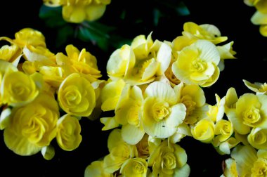 Begonya, Begonya x Semperfloren-cultoru