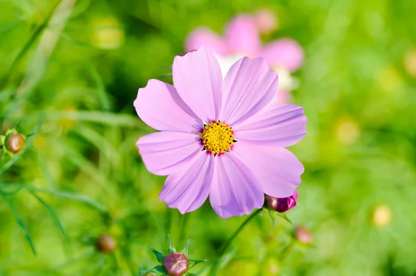 Квітка Космосу Або Мексиканська Пасхальна Квітка Фіолетовий Космос — стокове фото