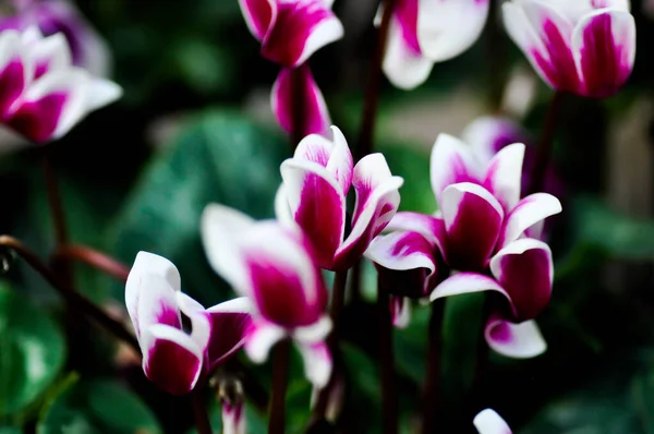 Cyclamen Cyclamen Flower Cyclamen Persicum Mill Primulaceae — Stock Photo, Image