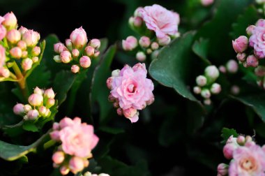 Kalanchoe Çiçeği Poelln, Kalanchoe Çiçeği veya Flaming Katy veya Kalanchoe veya CRASSULACEAE bitkisi