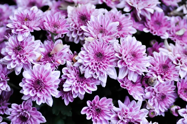 Kasımpatı Kasımpatı Morifolium Çiçekçi Mun Papatya Çiçeği — Stok fotoğraf