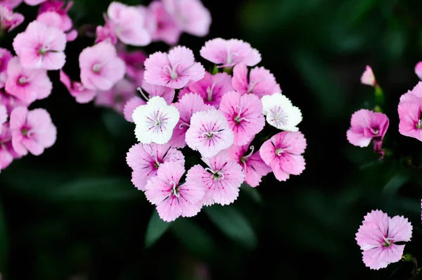 Fiore Guglielmo Fiore Dianthus Fiore Rosa — Foto Stock