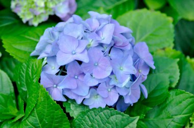 Ortanca çiçekleri, ortanca veya makrofilla veya ortanca çiçeği.