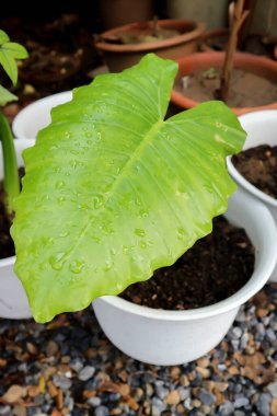 Alocasia, Alocasia makro-hizos ya da Alocasia bitkisi ya da yaprağın üzerine çiy damlası