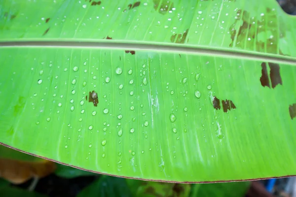 Bananowiec Banan Krwi Lub Musa Acuminata Lub Liść Musa Balbisiana — Zdjęcie stockowe