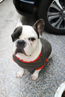 Fransız bulldog, Fransız bulldog yerde.