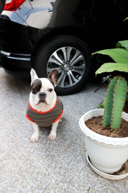 Fransız bulldog, Fransız bulldog yerde.