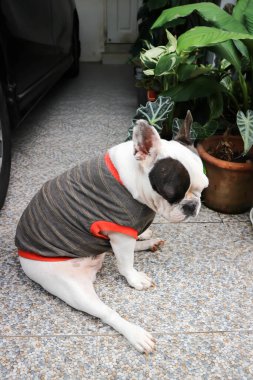 Fransız bulldog, Fransız bulldog yerde.