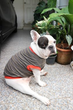 Fransız bulldog, Fransız bulldog yerde.