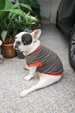 Fransız bulldog, Fransız bulldog yerde.