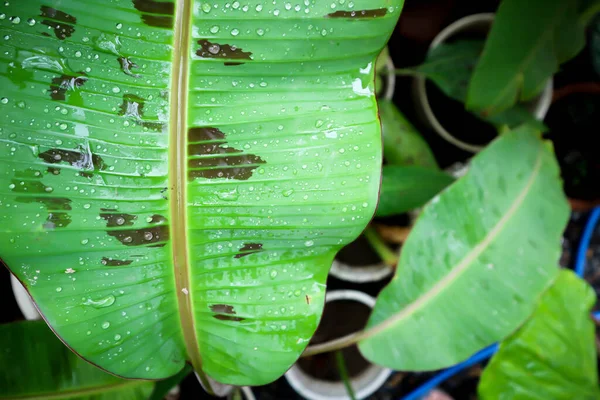 Banana Plant Blood Banana Musa Acuminata Musa Balbisiana Leaf — Stockfoto