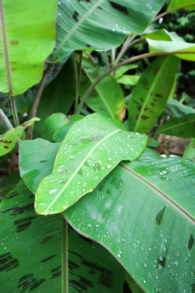 Banana Plant Blood Banana Musa Acuminata Musa Balbisiana Leaf — Stockfoto