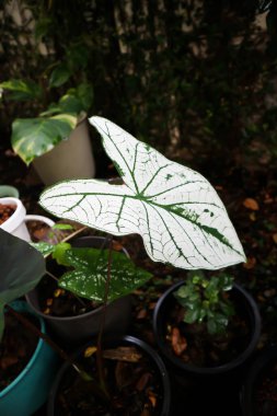 Caladium, Araceae veya Caladium Bicolor bitkisi veya nokta bitkisi