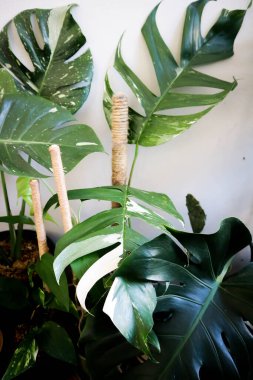 Epipremnum, Epipremnum Pinnatum Variegata veya Epipremnum pinnatum çeşnili albo bitkisi