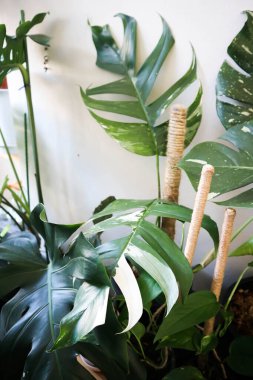 Epipremnum, Epipremnum Pinnatum Variegata veya Epipremnum pinnatum çeşnili albo bitkisi