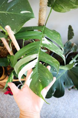 Epipremnum, Epipremnum Pinnatum Variegata veya Epipremnum pinnatum çeşnili albo bitkisi