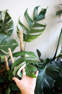 Epipremnum, Epipremnum Pinnatum Variegata veya Epipremnum pinnatum çeşnili albo