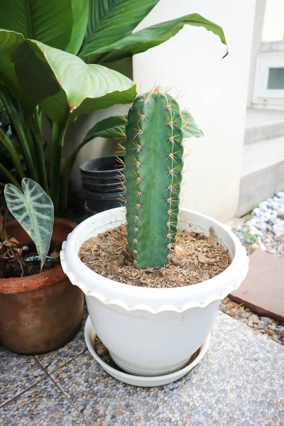 Cactus Castello Fiabesco Pianta Del Cereus Peruvianus — Foto Stock