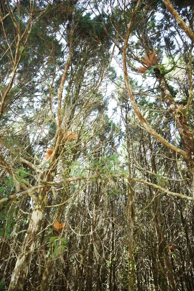 Πεύκο Στον Κήπο Juniperus Chinensis Κινέζικα Άρκευθος Cupressaceae — Φωτογραφία Αρχείου
