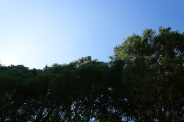 Bahçedeki çam ağacı, Juniperus chinensis, Çin ardıcı veya CUpresSSACEAE