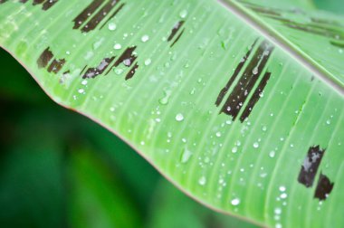 muz bitkisi, kan muzu veya Musa acuminata veya Musa balbisiana veya yaprağın üzerindeki çiy damlası