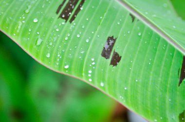 muz bitkisi, kan muzu veya Musa acuminata veya Musa balbisiana veya yaprağın üzerindeki çiy damlası